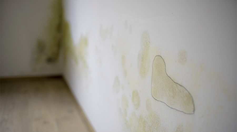How To Get Rid of Mould Permanently?