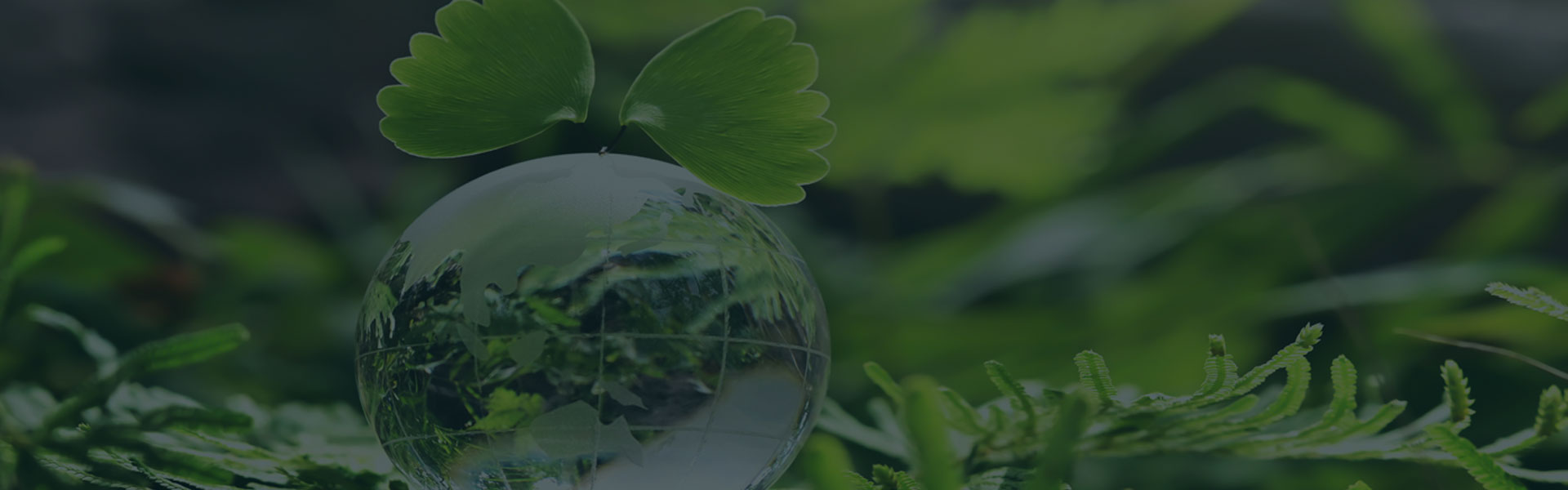 Sustainable Cleaning Services
